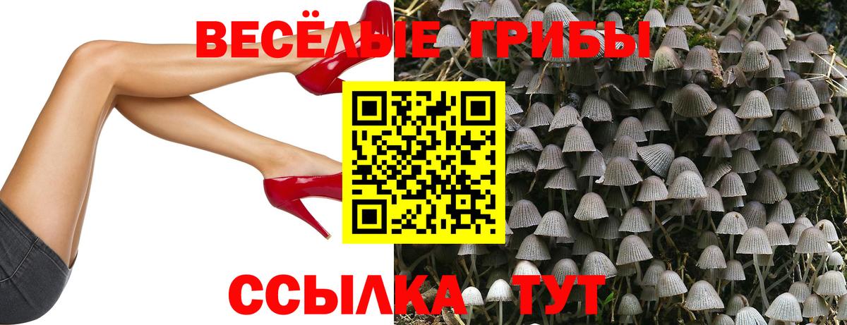 Пятигорск  Псилоцибиновые грибы Cubensis  Вход с VPN 